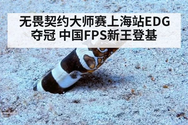 无畏契约大师赛上海站EDG夺冠 中国FPS新王登基
